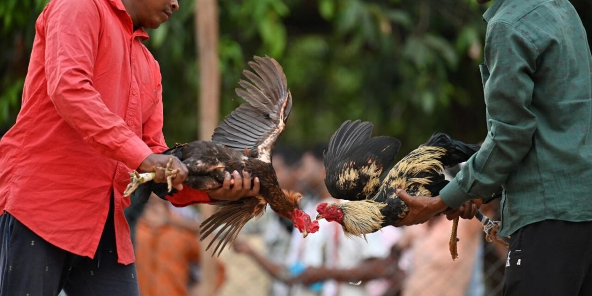 Pedas77 Cockfighting - Ethics, Animal Welfare, and the Ongoing Debate - Pedas77.co