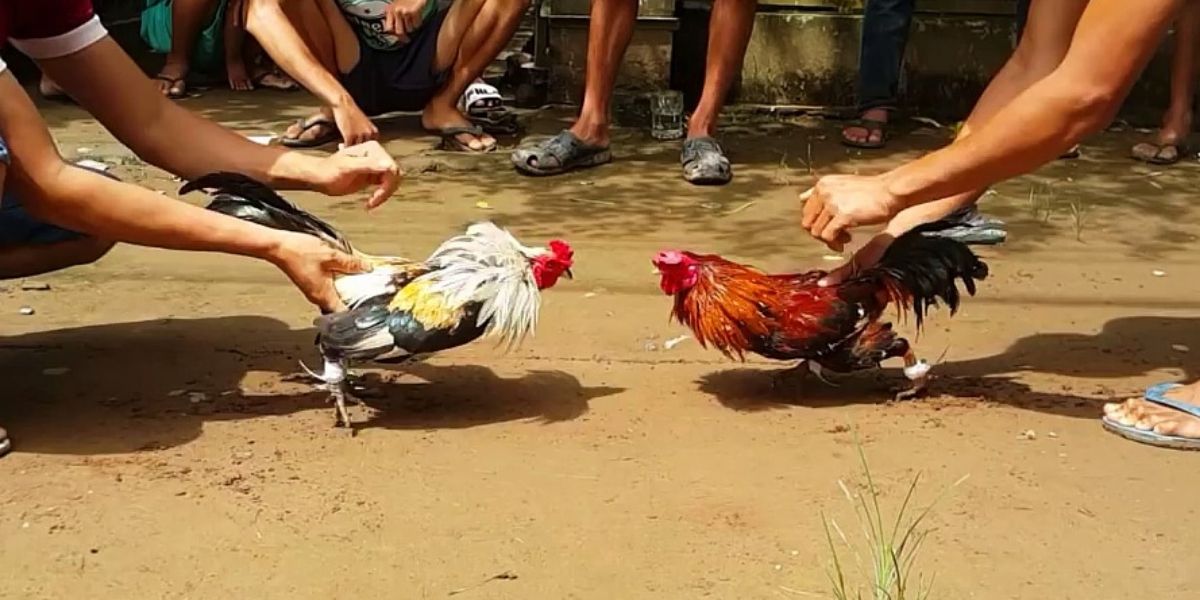 Pedas77 Cockfighting Betting - Common Mistakes to Avoid on Pedas77 Cockfighting Betting - pedas77.co